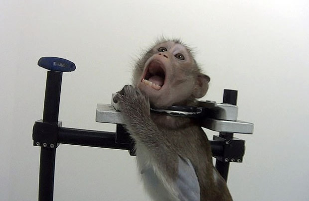 쇠목줄 찬 원숭이의 겁에 질린 표정…獨 잔혹한 동물실험 폭로 | 인스티즈
