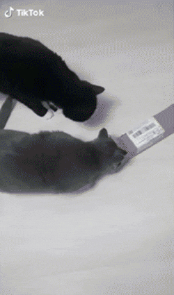 박스에 들어가고 싶다옹 | 인스티즈