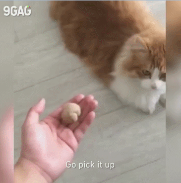 똑똑한 고양이.gif | 인스티즈