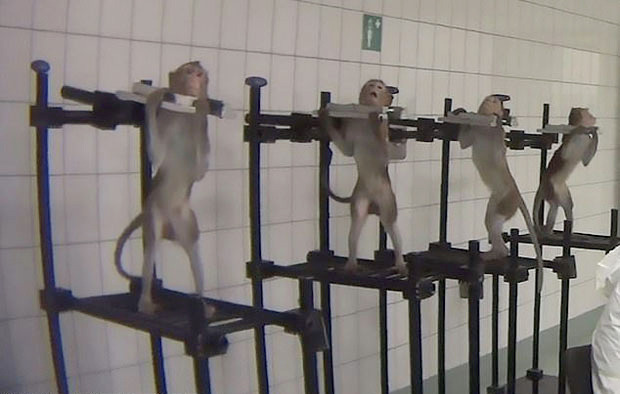 쇠목줄 찬 원숭이의 겁에 질린 표정…獨 잔혹한 동물실험 폭로 | 인스티즈