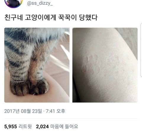 친구네 고양이에게 꾹꾹이 당함 | 인스티즈