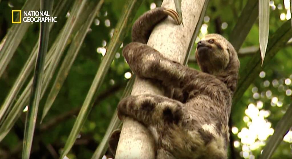 나무늘보 미워하지 않았으면 좋겠는 이유...jpg | 인스티즈