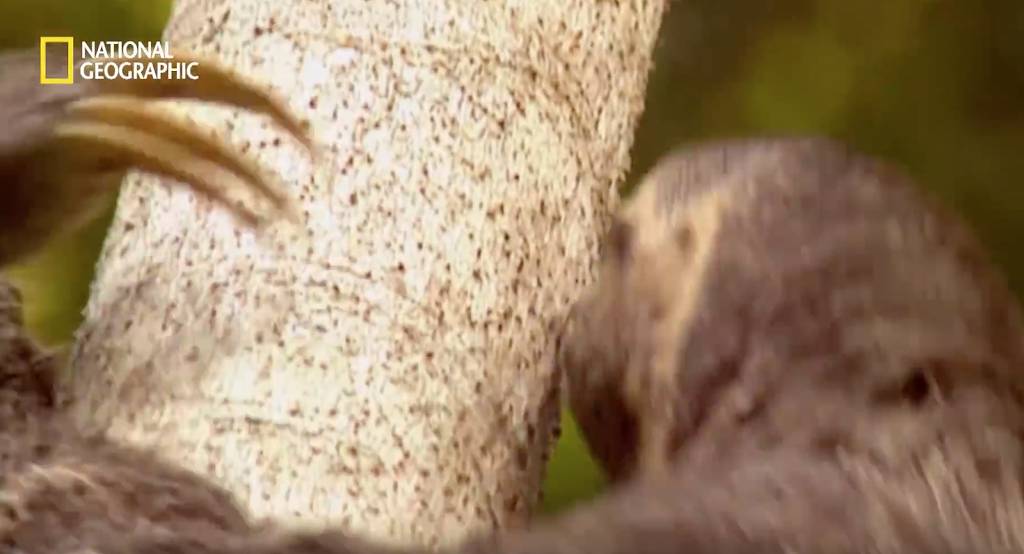 나무늘보 미워하지 않았으면 좋겠는 이유...jpg | 인스티즈