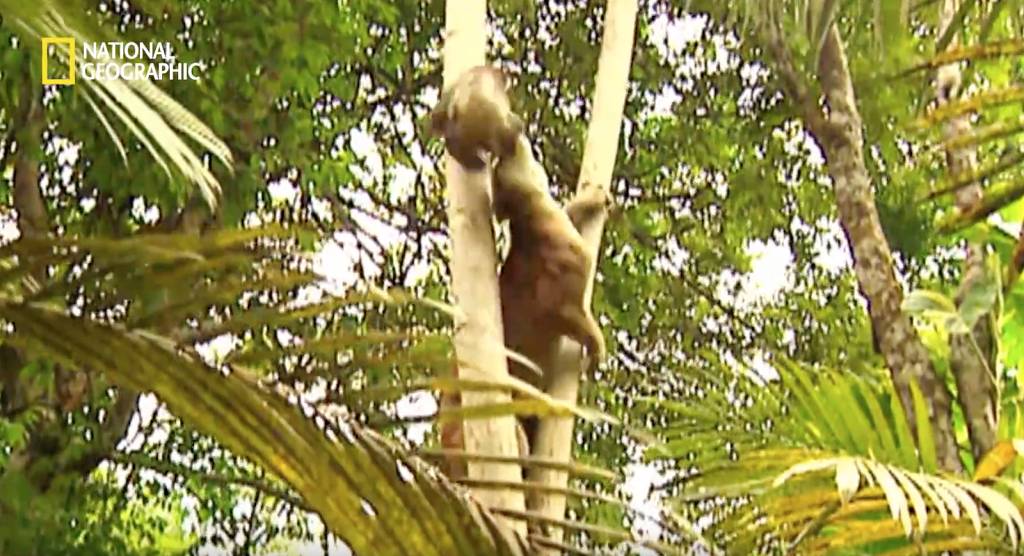 나무늘보 미워하지 않았으면 좋겠는 이유...jpg | 인스티즈