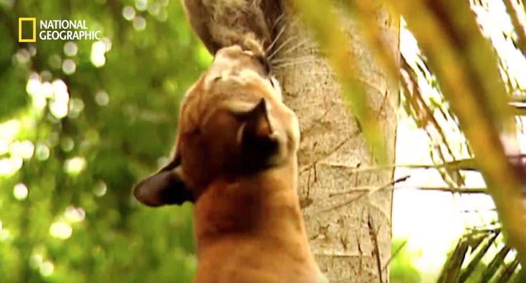 나무늘보 미워하지 않았으면 좋겠는 이유...jpg | 인스티즈