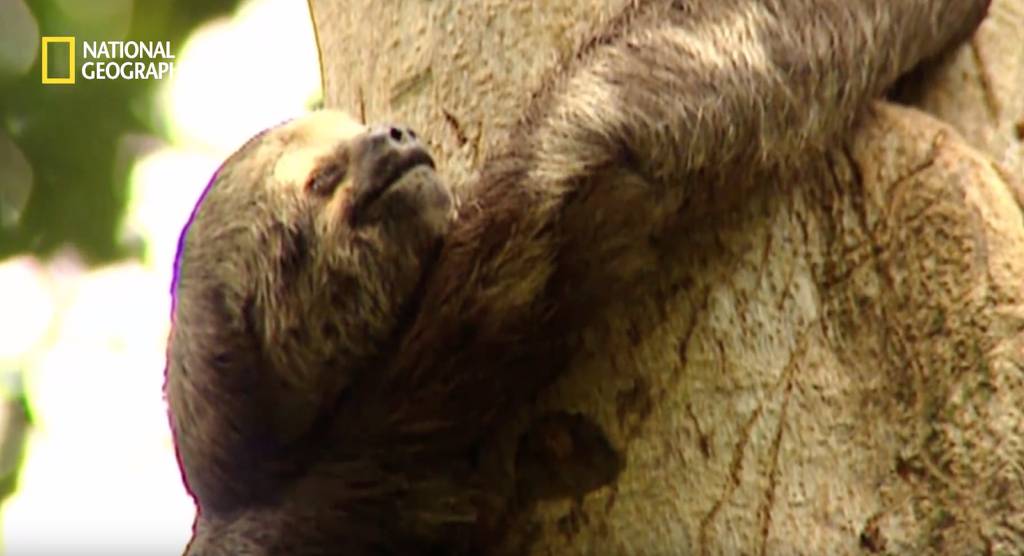 나무늘보 미워하지 않았으면 좋겠는 이유...jpg | 인스티즈