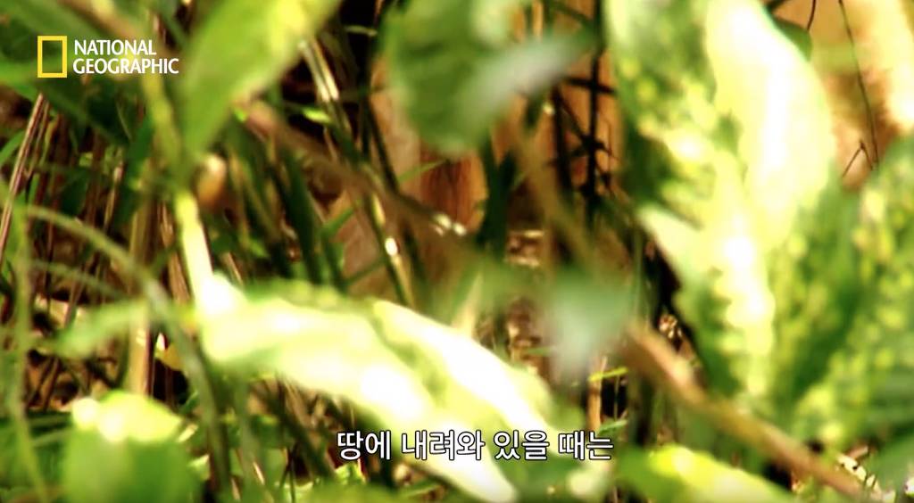 나무늘보 미워하지 않았으면 좋겠는 이유...jpg | 인스티즈