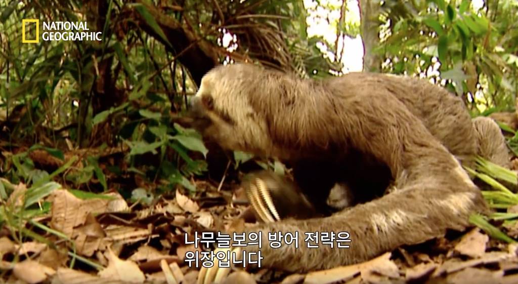 나무늘보 미워하지 않았으면 좋겠는 이유...jpg | 인스티즈