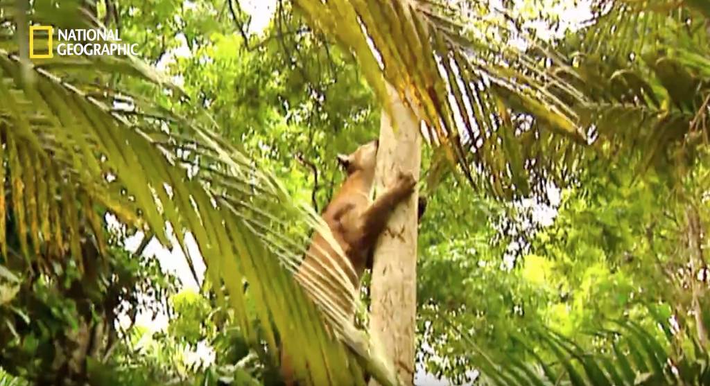 나무늘보 미워하지 않았으면 좋겠는 이유...jpg | 인스티즈