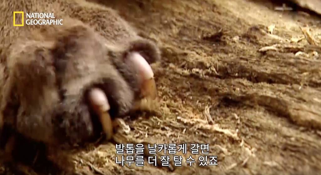 나무늘보 미워하지 않았으면 좋겠는 이유...jpg | 인스티즈