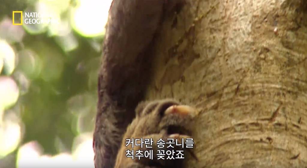 나무늘보 미워하지 않았으면 좋겠는 이유...jpg | 인스티즈