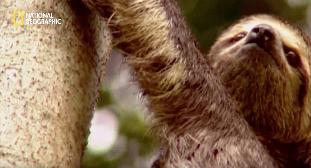 나무늘보 미워하지 않았으면 좋겠는 이유...jpg | 인스티즈