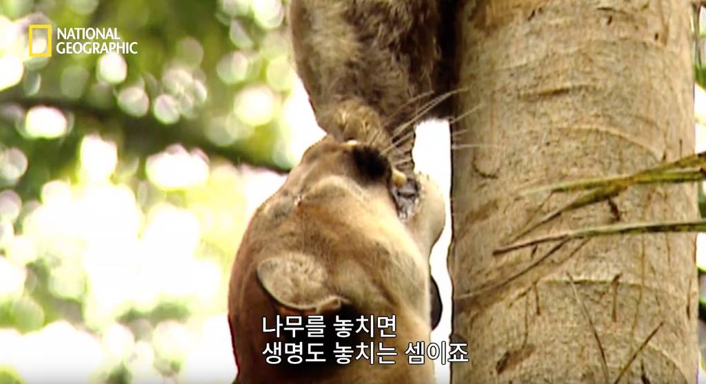 나무늘보 미워하지 않았으면 좋겠는 이유...jpg | 인스티즈