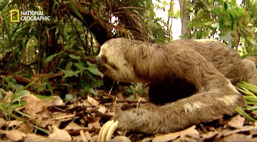 나무늘보 미워하지 않았으면 좋겠는 이유...jpg | 인스티즈