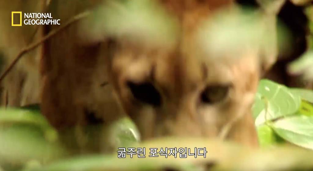 나무늘보 미워하지 않았으면 좋겠는 이유...jpg | 인스티즈