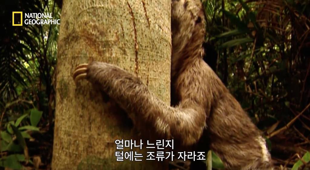 나무늘보 미워하지 않았으면 좋겠는 이유...jpg | 인스티즈