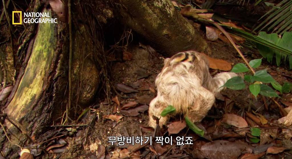 나무늘보 미워하지 않았으면 좋겠는 이유...jpg | 인스티즈