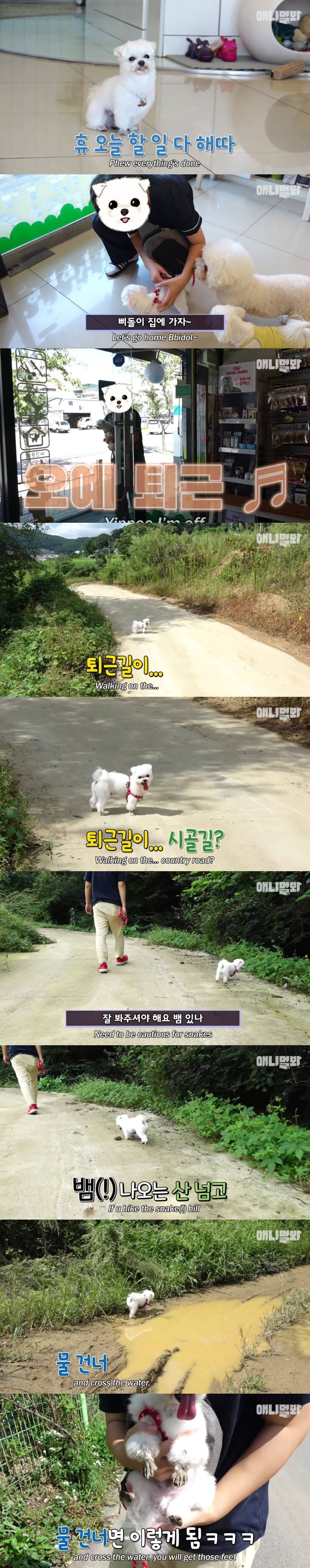 동물병원 매니저로 일하고 집은 공기 좋은 시골이고 좋아하는 방울토마토도 매일 먹는 금수저 강아지🍅.jpgif | 인스티즈