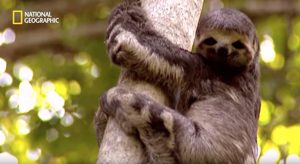 나무늘보 미워하지 않았으면 좋겠는 이유...jpg | 인스티즈