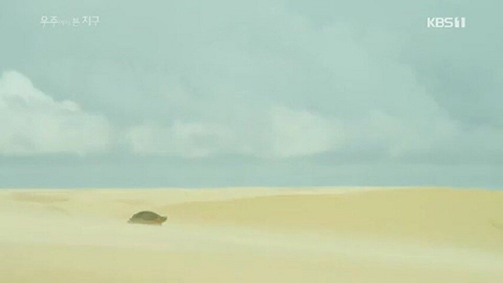 거북이가 사막을 건너는 이유 .jpgif | 인스티즈