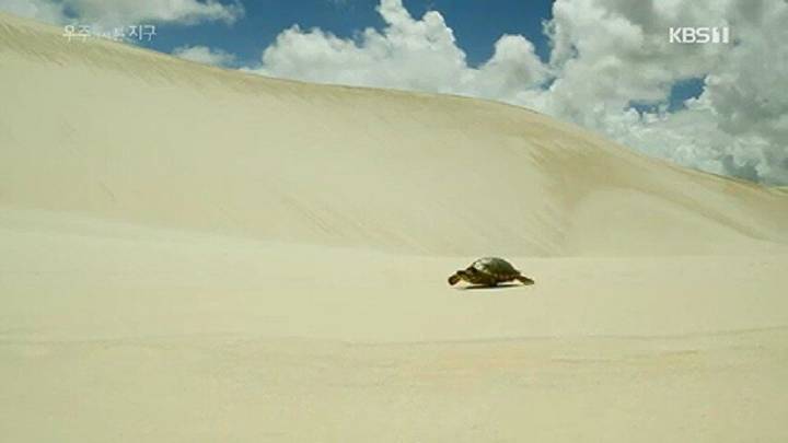 거북이가 사막을 건너는 이유 .jpgif | 인스티즈