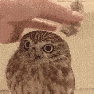 부엉이 컷으로 해주세요!!! | 인스티즈