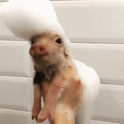 목욕하는 새끼 돼지.gif | 인스티즈
