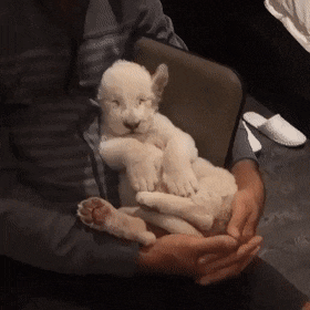 꿀잠자는 아기 백사자 | 인스티즈