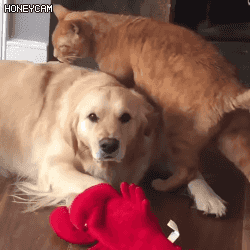 골든 리트리버 옐로카드 99장째.gif | 인스티즈