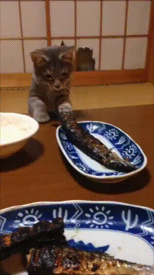 생선이 너무 먹고싶은 고양이.gif | 인스티즈