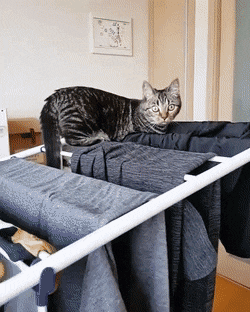 몸개그하는 고양이 .gif | 인스티즈