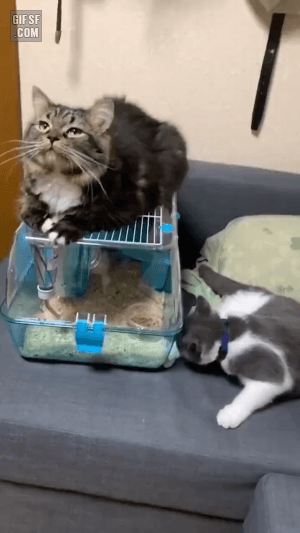 공포에 휩싸인 햄스터.gif | 인스티즈