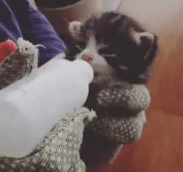 새끼고양이 우유먹을때 특징.gif | 인스티즈