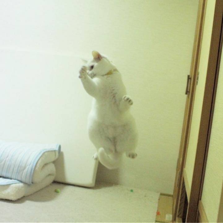 장난감만보면 고장나는 고양이 | 인스티즈