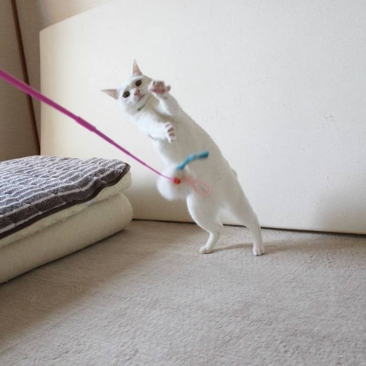 장난감만보면 고장나는 고양이 | 인스티즈