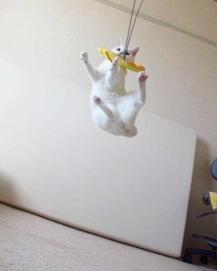 장난감만보면 고장나는 고양이 | 인스티즈