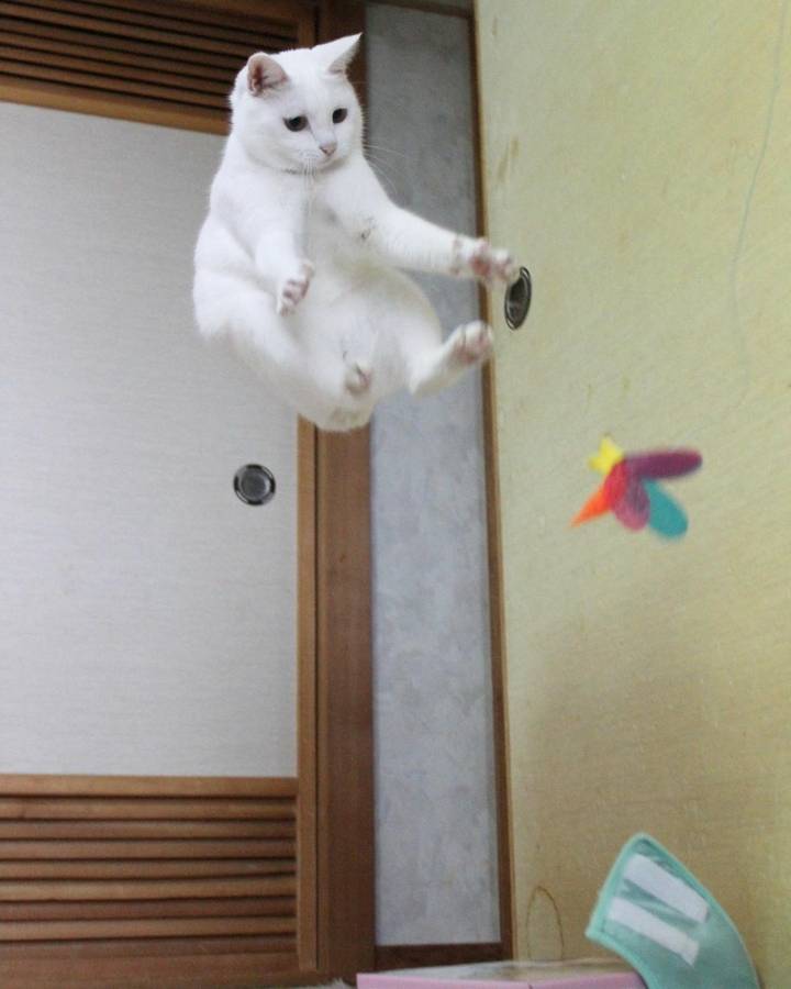 장난감만보면 고장나는 고양이 | 인스티즈