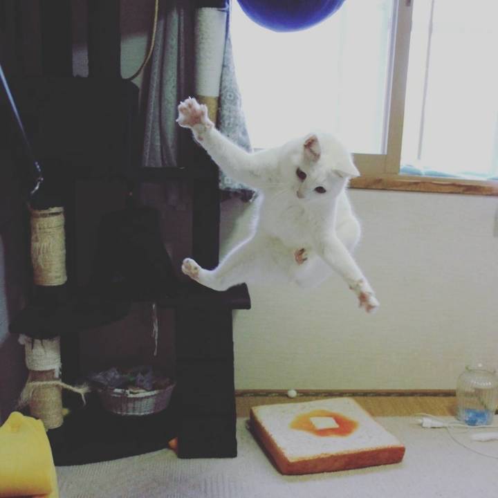 장난감만보면 고장나는 고양이 | 인스티즈