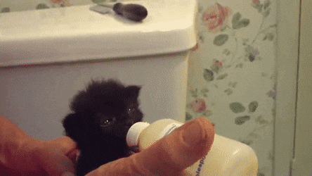 새끼고양이 우유먹을때 특징.gif | 인스티즈