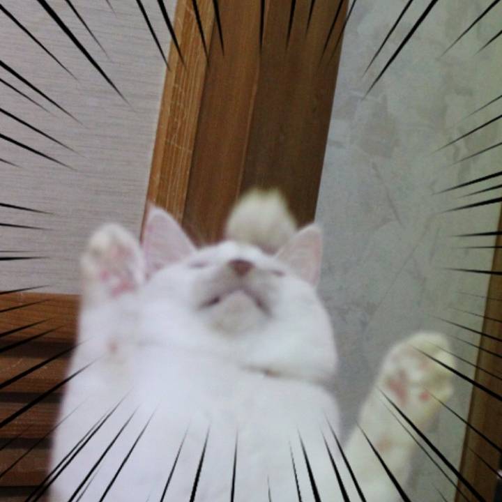 장난감만보면 고장나는 고양이 | 인스티즈