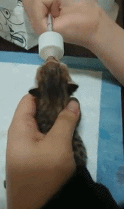 새끼고양이 우유먹을때 특징.gif | 인스티즈