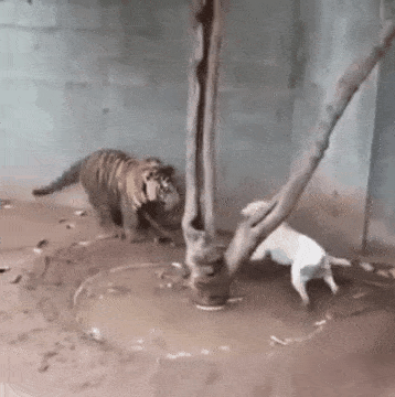 호랑이한테 덤비는 핏불 ㄷㄷ | 인스티즈