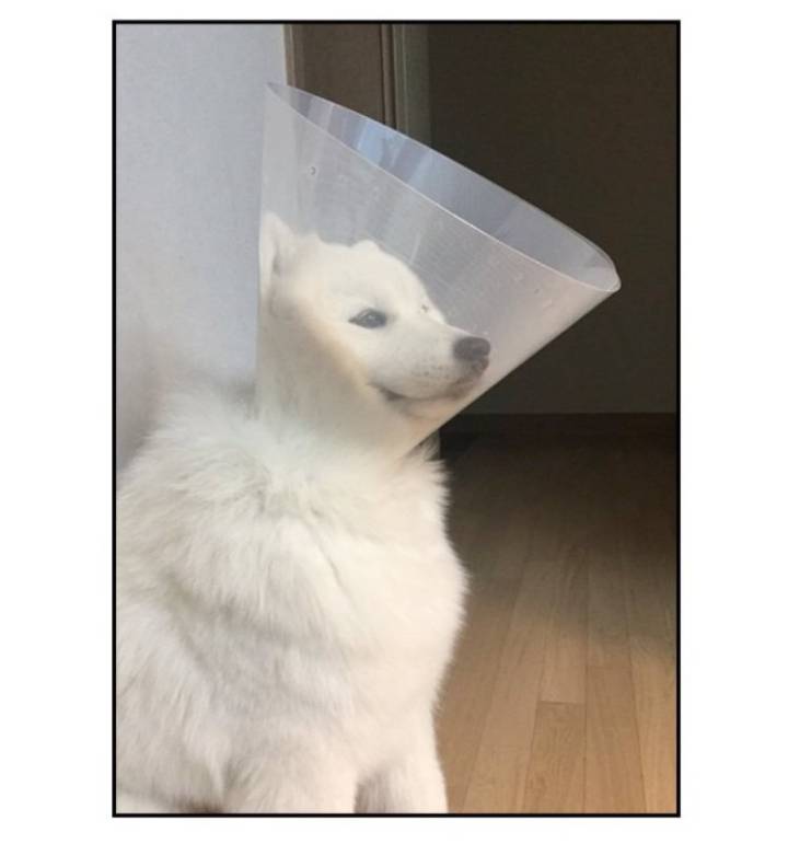 웹툰 극한견주 주인공 사모예드 댕댕이 솜이 사진들.jpg | 인스티즈