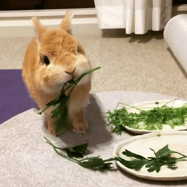 하루에 한번 토깽이 움짤 | 인스티즈