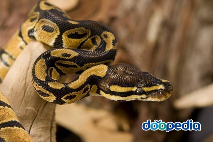 매니아들만 키우는 반려동물 뱀.jpg (뱀사진주의) | 인스티즈