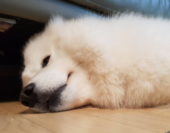 웹툰 극한견주 주인공 사모예드 댕댕이 솜이 사진들.jpg | 인스티즈