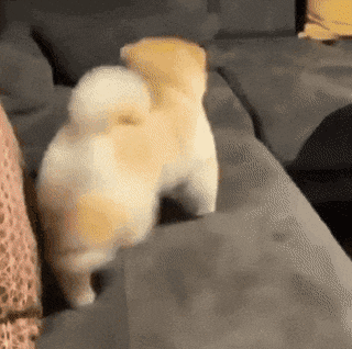 스트레칭하는 아기 댕댕이.gif | 인스티즈