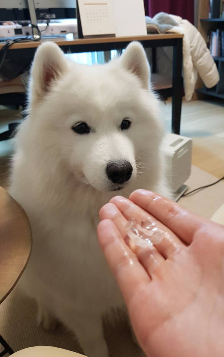 웹툰 극한견주 주인공 사모예드 댕댕이 솜이 사진들.jpg | 인스티즈