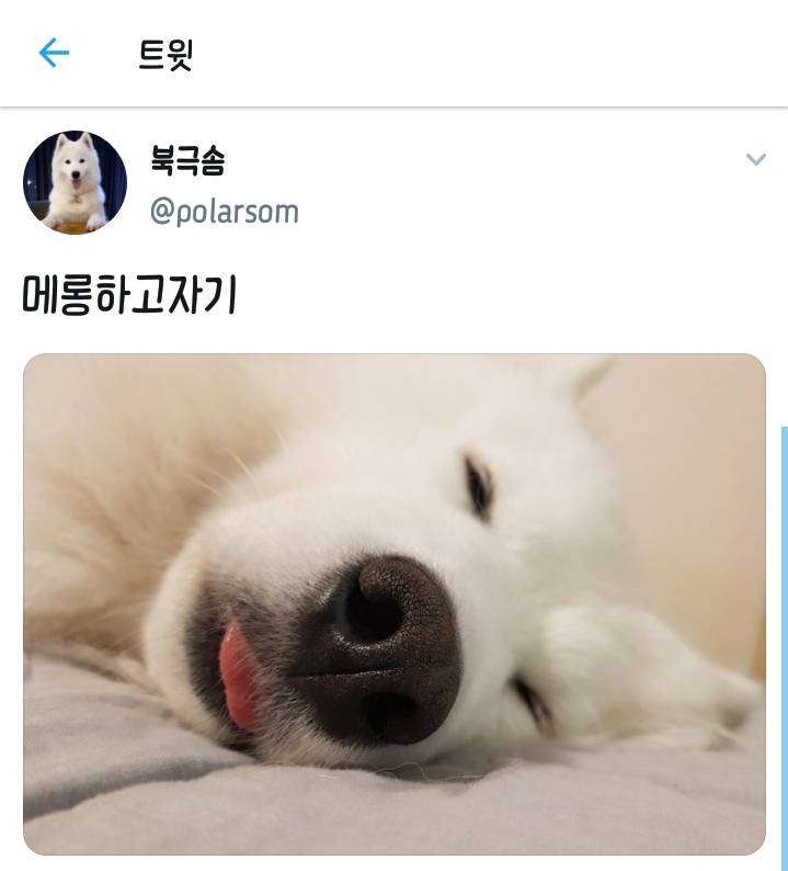 웹툰 극한견주 주인공 사모예드 댕댕이 솜이 사진들.jpg | 인스티즈