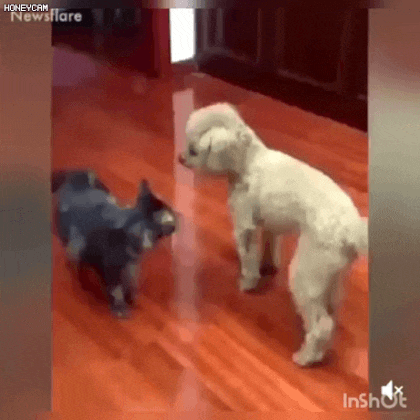 기술 배워온 댕댕이.gif | 인스티즈